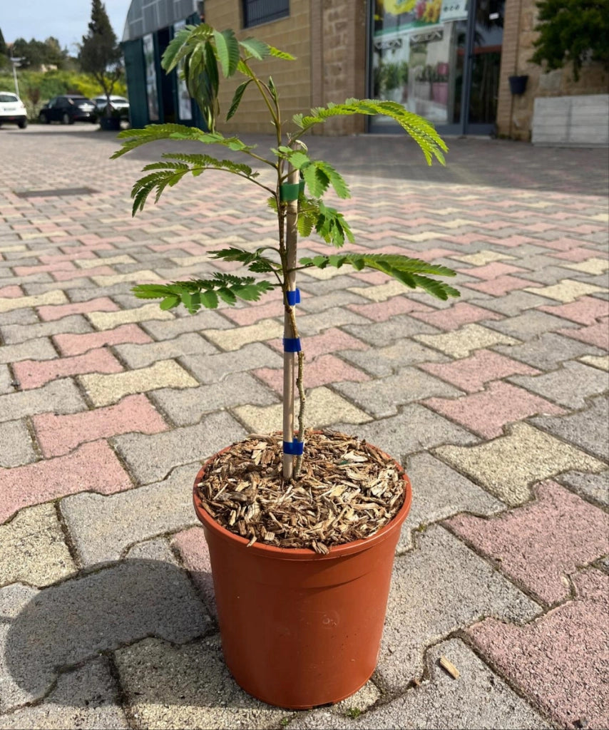 Pianta di ALBIZIA JULIBRIBRISSIN TROPICAL DREAM ® albero della seta FOTO REALE