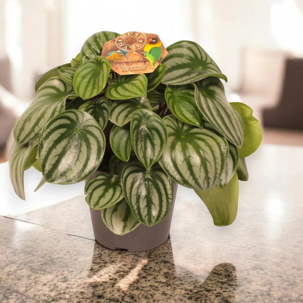 Gardenaria Peperomia argyreia - Pianta da interno ornamentale Altezza: 20 cm (vaso 12)