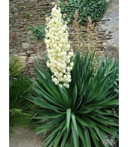 Yucca Filamentosa da fiore  in vaso 18 cm AMDGarden