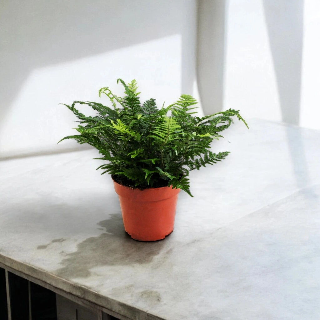 Gardenaria Athyrium spicatum - Pianta da interno ornamentale Altezza: 25cm (vaso 25)