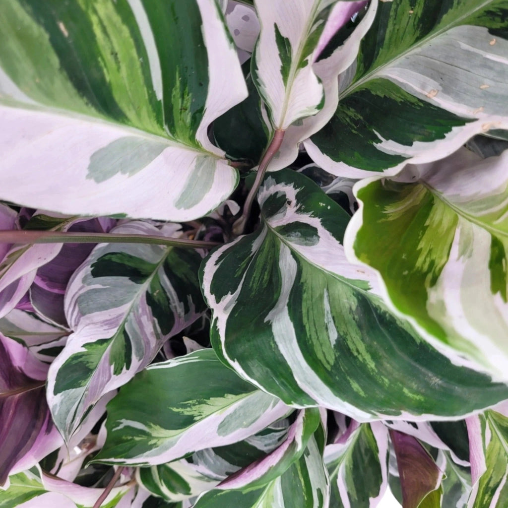 Gardenaria Calathea 'White Fusion' - Pianta da interno ornamentale Altezza: 45 cm (vaso 11)