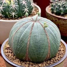 Euphorbia obesa, vaso 5,5 cm, foto reali