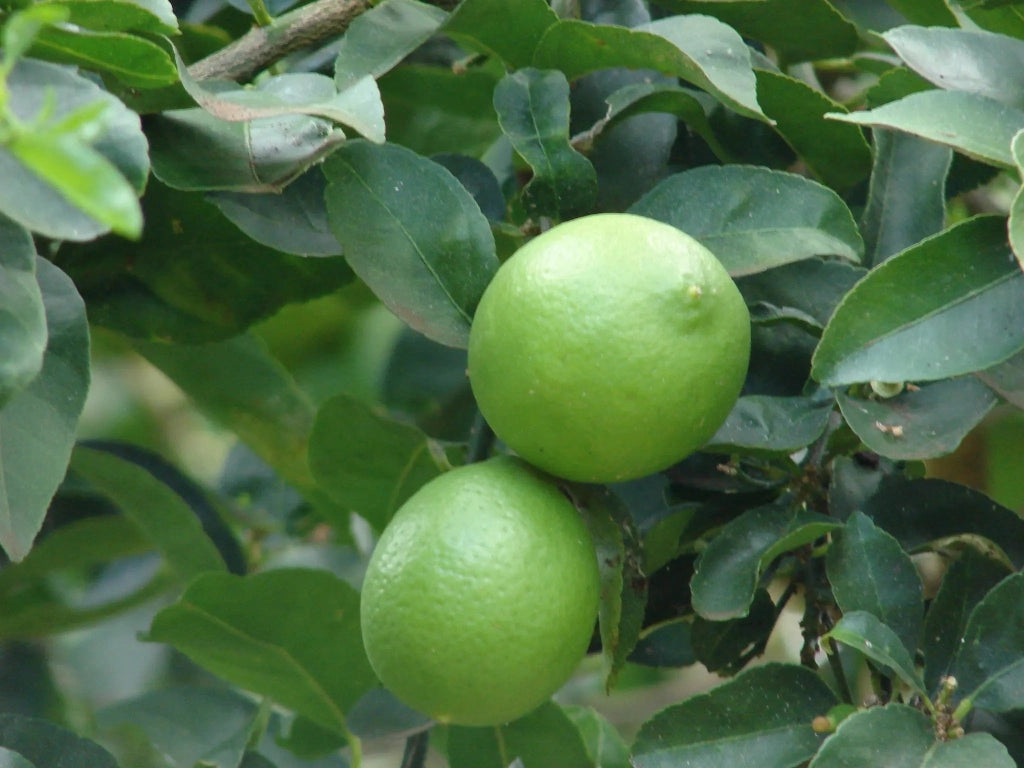 Gardenaria Lime - Citrus aurantiifolia - Pianta di agrume da frutto in vaso Altezza: 40 cm (vaso 15)