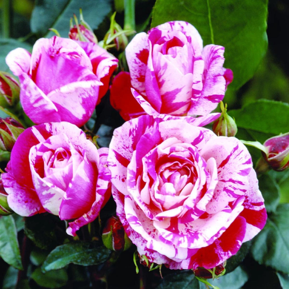 Rosa 'Rinascimento' - Rosso striato bianco Pianta da fiore fiori Foto Reali
