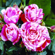 Rosa 'Rinascimento' - Rosso striato bianco Pianta da fiore fiori Foto Reali