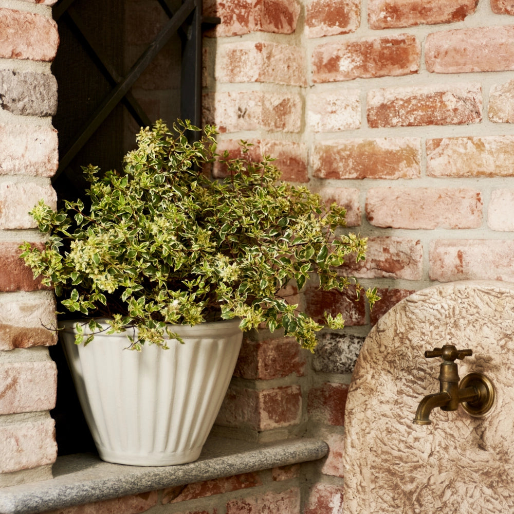 Cheonda - Garden Italia GERLA Vaso a Parete / Basket Centorighe 31×21 cm in Resina – Made in Italy, Leggero e Antiurto, 100% Riciclabile Colore: PERLA ECO