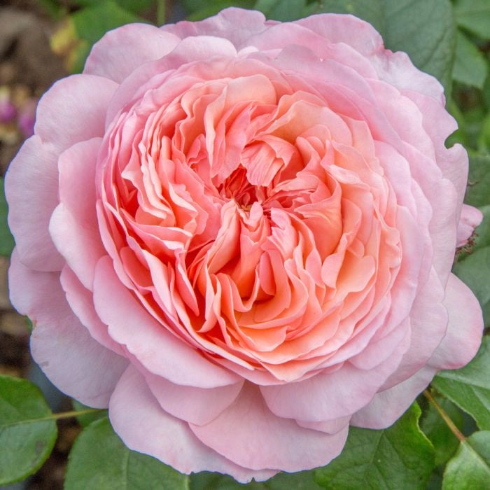 Gardenaria Rosa 'Jean de La Fontaine' - Rosa da giardino Altezza: 40/50 cm (vaso20)