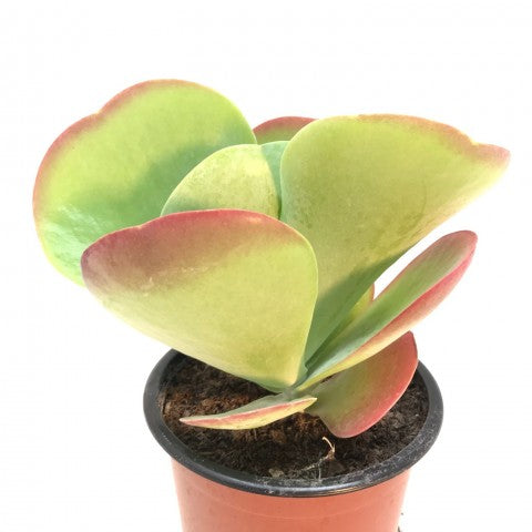 KALANCHOE THYRSIFLORA PIANTA GRASSA SUCCULENTA VASO 13CM FOTO REALE