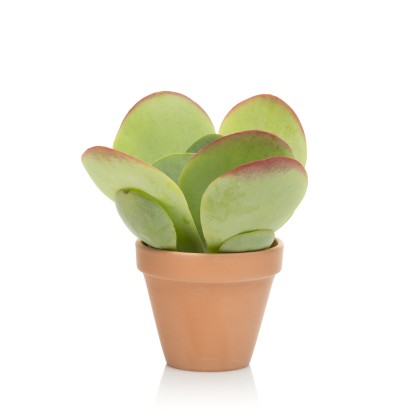 KALANCHOE THYRSIFLORA PIANTA GRASSA SUCCULENTA VASO 13CM FOTO REALE