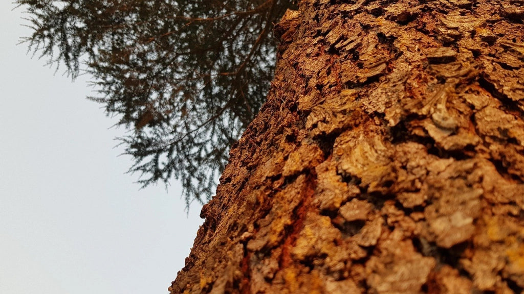Cedro dell'Himalaya Cedrus Deodara Vaso 45 cm Conifera Sempreverde Arborea