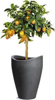 Pianta globale in plastica nera granito, diametro 298 cm, altezza 40 cm, capacità 6 l.