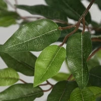 Albero Artificiale Pianta Artificiale Ficus Altezza 1,5 M Tronco Ramificazioni Rampicanti Lichene Foglie Grande Realismo Vaso Incluso