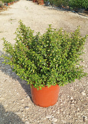 COPROSMA LEMON AND LIME VASO 24