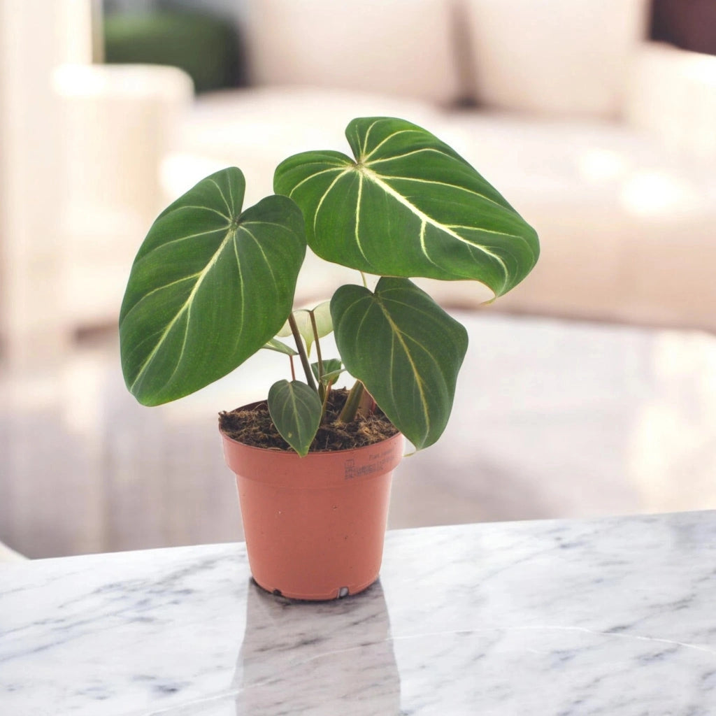 Gardenaria Philodendron gloriosum - Pianta da interno ornamentale Altezza: 30 cm (vaso 12)