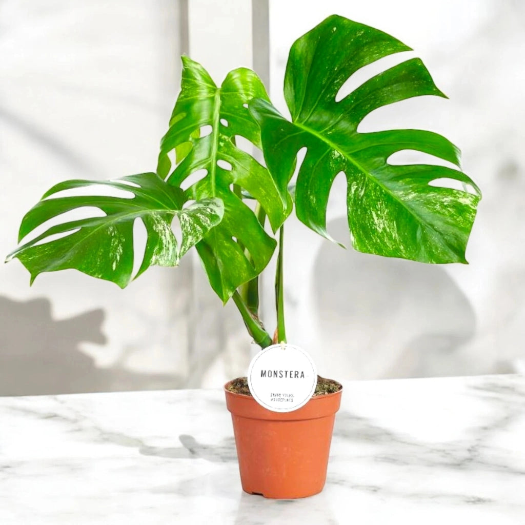 Gardenaria Monstera deliciosa variegata - Pianta da interno ornamentale Altezza: 50 cm (vaso 15)