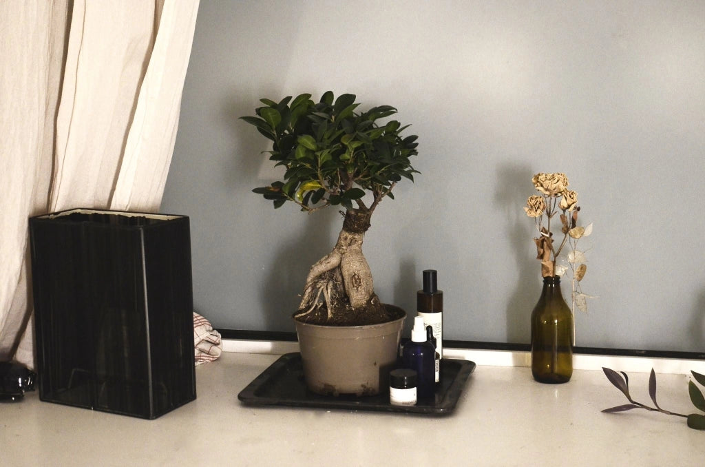 Ficus Ginseng Microcarpa Bonsai N.18 Alberello Sempreverde da Interno