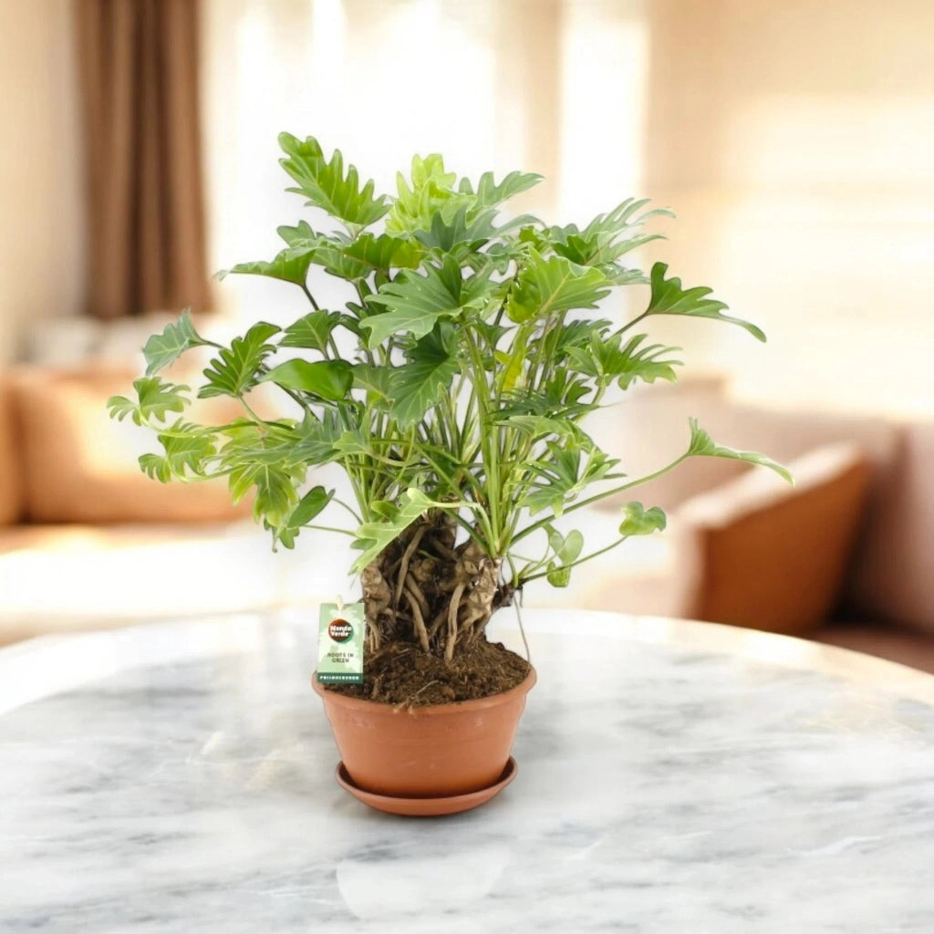 Gardenaria Philodendron 'Xanadu' - Pianta da interno ornamentale Altezza: 40/50 cm (vaso22)