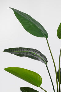 Set 2 Piante Artificiali Strelitzia 90x80x150 cm in Plastica con Vasi Verde