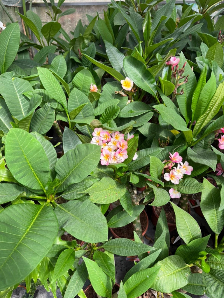 "Frangipani" Plumeria Gemini vaso 20 cm H60 – Pianta tropicale dai fiori profumati