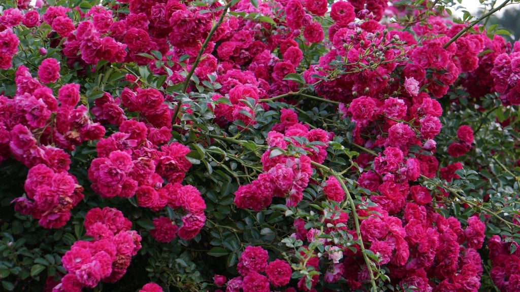 ROSA SEVILLANA FUCSIA VASO 18