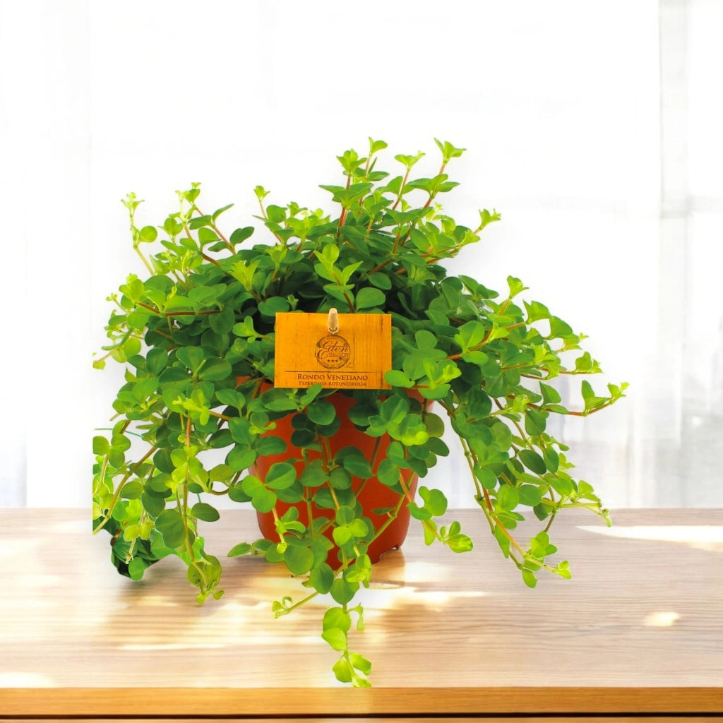 Gardenaria Peperomia rotundifolia - Pianta da interno ornamentale Altezza: 25 cm (vaso 15)