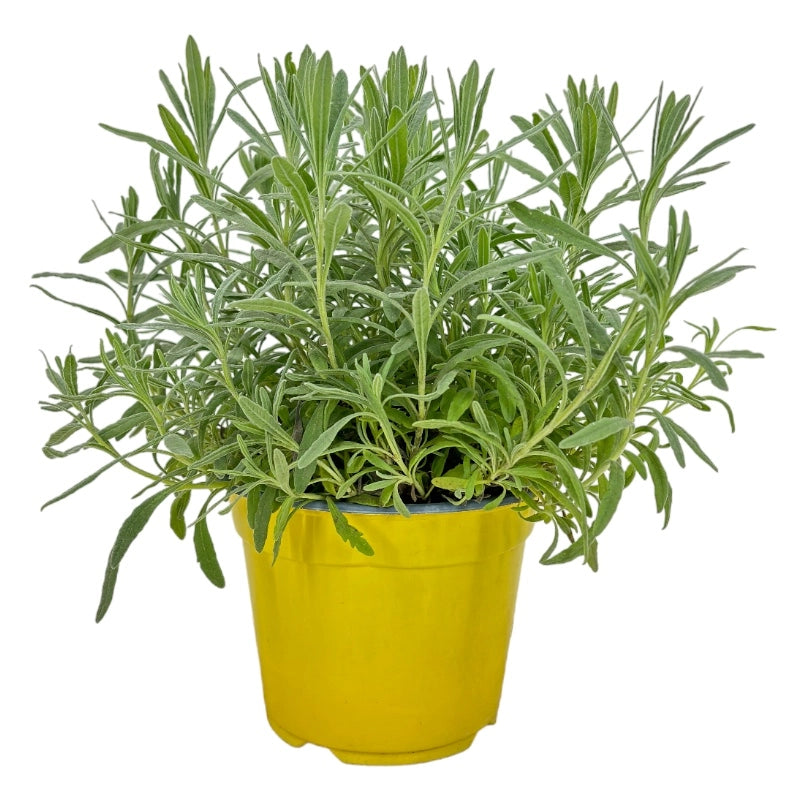 Pianta di Lavanda Lavandula profumo intenso fiore VIOLA  in vaso 14 cm AMDGarden