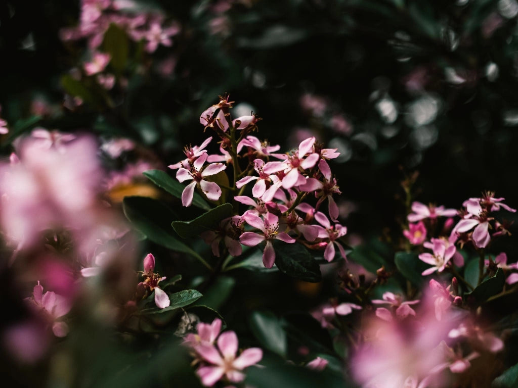 RHAPHIOLEPIS SPRINGTIME ROSA VASO 18