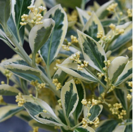 Euonymus japonicus bravo vaso 24cm foto reali