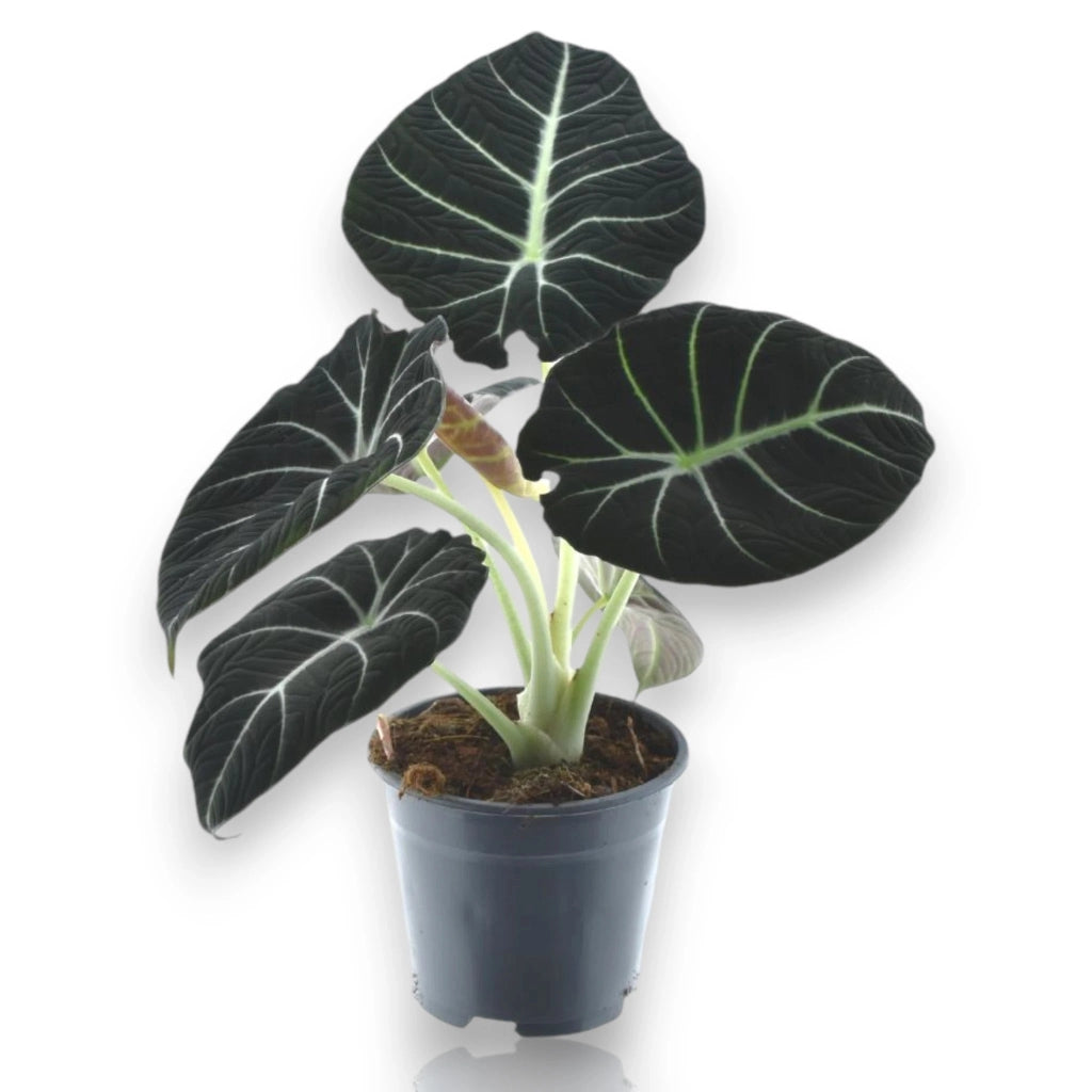 Gardenaria Alocasia 'Black velvet' - Pianta da interno ornamentale Altezza: 25 cm (vaso 14)