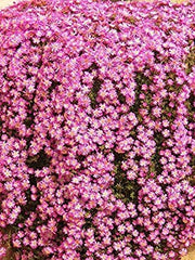 Drosanthemum Hispidum Barba di Giove BASKET 18cm FOTO REALI