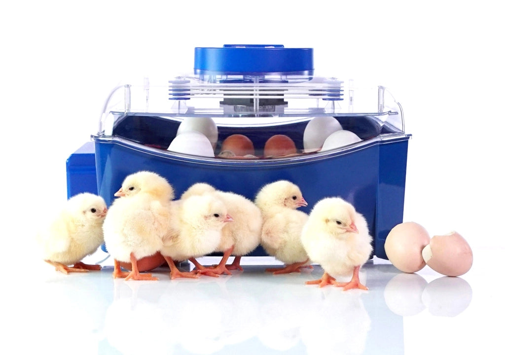 Incubatrice per Uova Termoisolante con Biomaster Borotto Lumia 16
