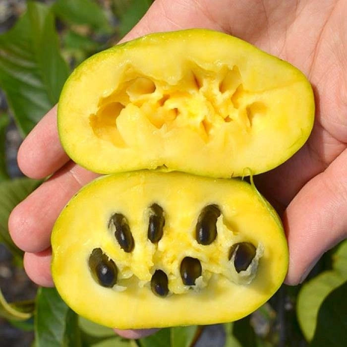 Asimina triloba Prima 1216 Banano di montagna del nord innestato autofertile H 60CM