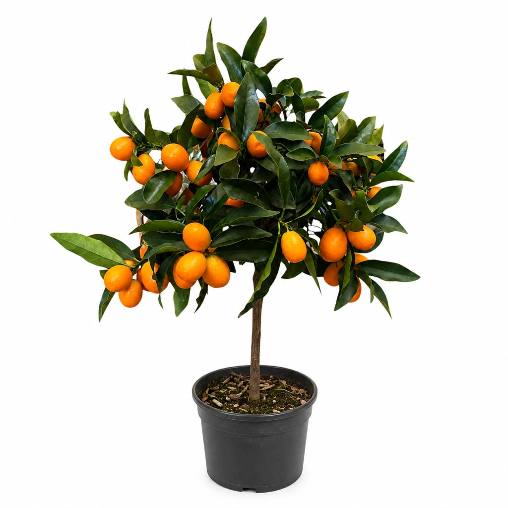 Gardenaria Kumquat - Fortunella margarita - Pianta di agrume da frutto in vaso Altezza: 160 cm (vaso 35)