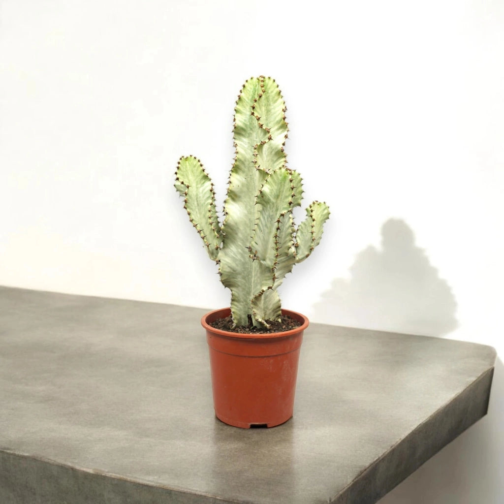 Gardenaria Euphorbia ingens variegata - Pianta da interno ornamentale Altezza: 65 cm (vaso 24)