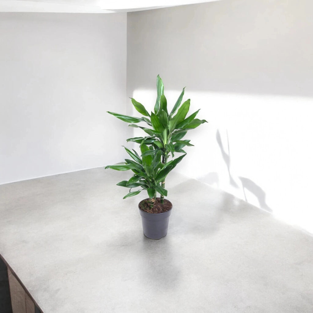 Gardenaria Dracaena fragrans 'Janet Lind' - Pianta da interno ornamentale Altezza: 100 cm (vaso 21)