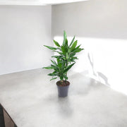Gardenaria Dracaena fragrans 'Janet Lind' - Pianta da interno ornamentale Altezza: 100 cm (vaso 21)