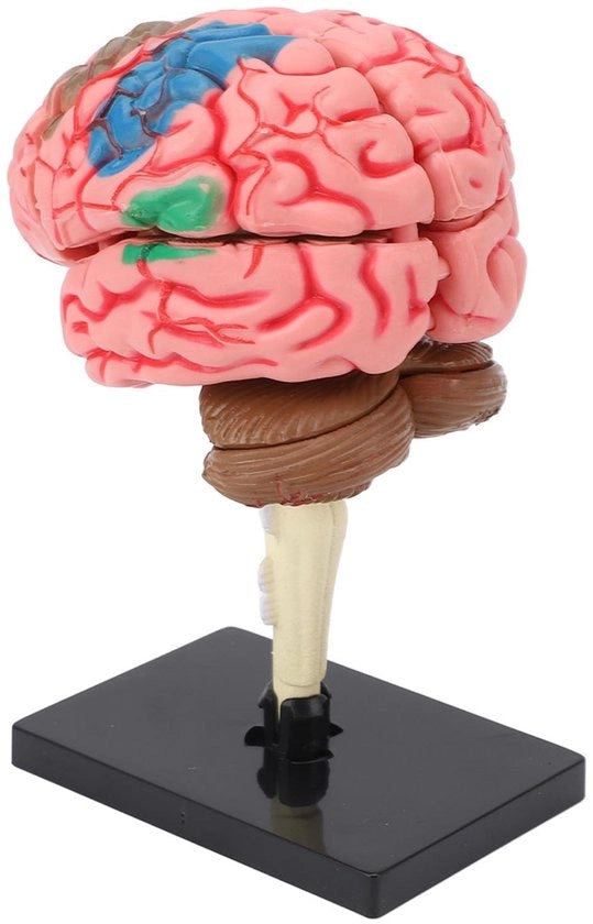 Modello del cervello - Anatomia del cervello - Assemblaggio facile - Utilizzo multifunzionale - Visualizzazione stabile - Pulizia sicura e facile - 

Modello del cervello - Codice: 
Modello del cervello - Dimensioni: 
Modello del cervello - Materiale: