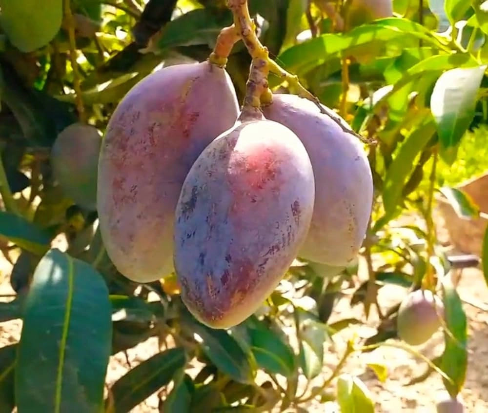 Pianta di Mango Alphonso – Varietà Pregiata dal Sapore Dolce e Aromatico