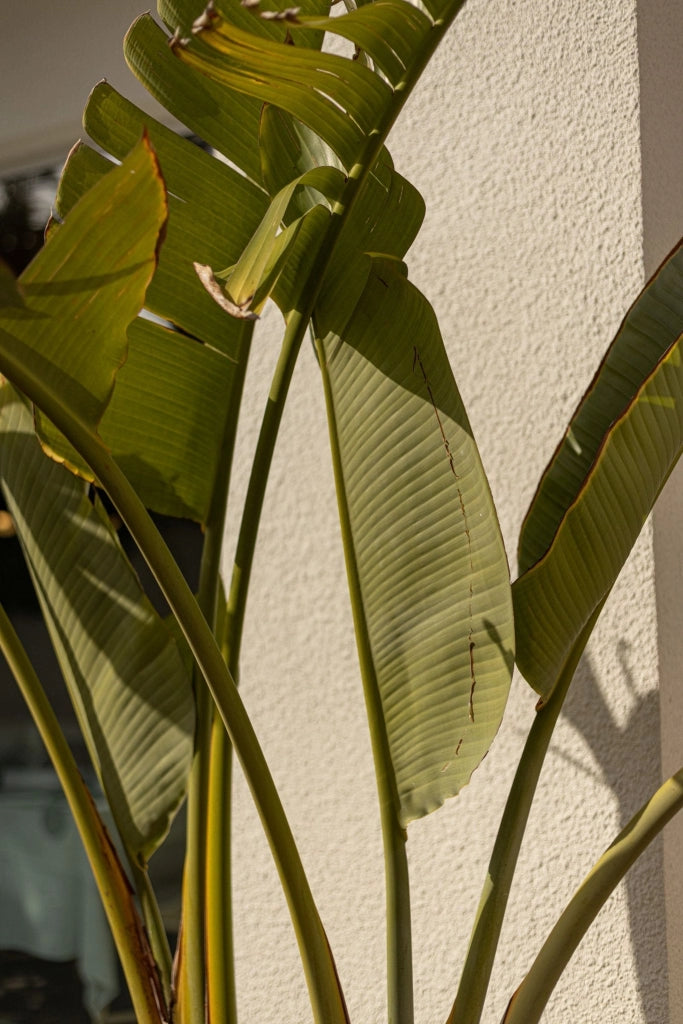 STRELITZIA NICOLAI (STERLIZIA GIGANTE) VASO 30 H.160/180