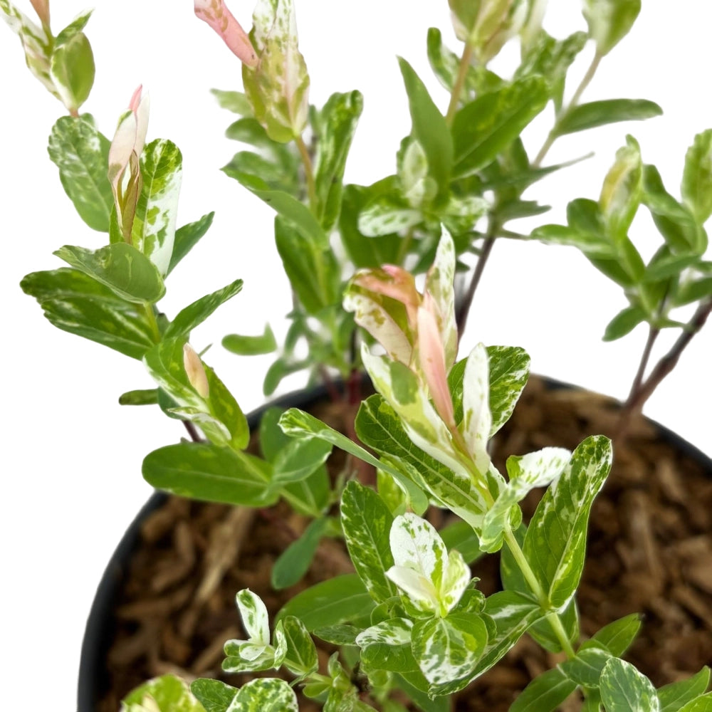 Pianta Salice Rosa Giapponese Salix Integra Hakuro Nishiki vaso 18cm AMDGarden