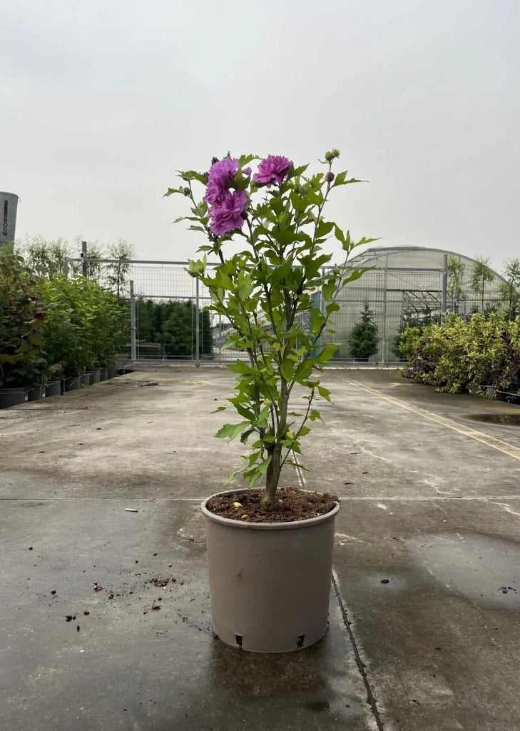 Gardenaria Ibisco - Hibiscus 'Syriacus French Cabaret Purple' - Arbusto ornamentale da giardino Altezza: 40/60 cm (vaso19)