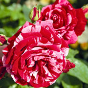 Gardenaria Rosa 'Deep impression' - Rosa da giardino Altezza: 40/50 cm (vaso20)