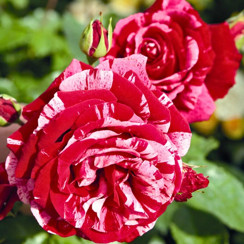 Gardenaria Rosa 'Deep impression' - Rosa da giardino Altezza: 40/50 cm (vaso20)