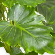 Gardenaria Philodendron bipinnatifidum 'Shangri-la' - Pianta da interno ornamentale Altezza: 35 cm (vaso 14)