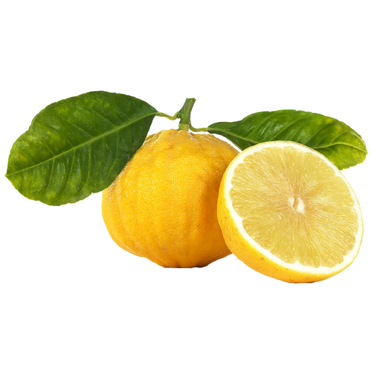 Pianta Albero di BERGAMOTTO IN VASO DA 18 CM Agrumi di Sicilia