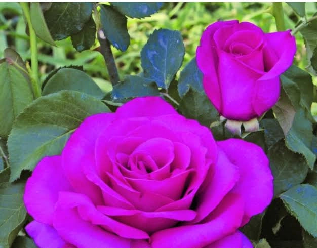 Rosa Wanda Ferragamo® - Rosa da Giardino a Grandi Fiori Rifiorente