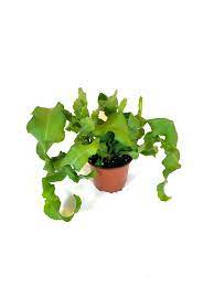 Epiphyllum guatemalense mostruoso foto reali vaso 12cm