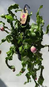 Epiphyllum guatemalense mostruoso foto reali vaso 12cm