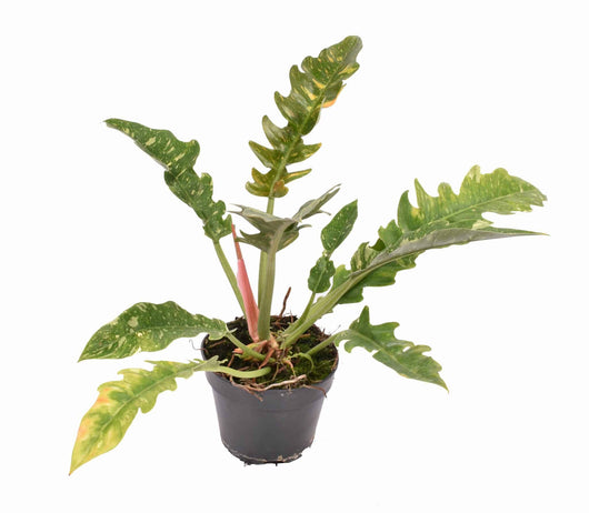 Philodendron Ring Of Fire pianta rara d'appartamento foto reali vaso 12 H 40cm