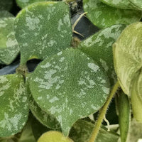 Hoya Curtisii fiore di cera foto reali vaso 12cm pianta grassa